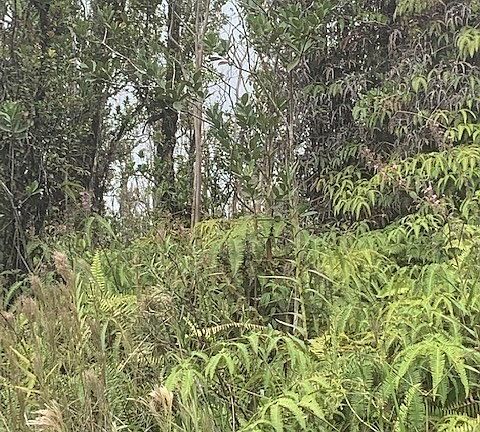 2nd image of Kokokahi Rd Lot 66