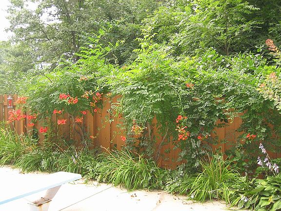 Trumpet Vines at Pool