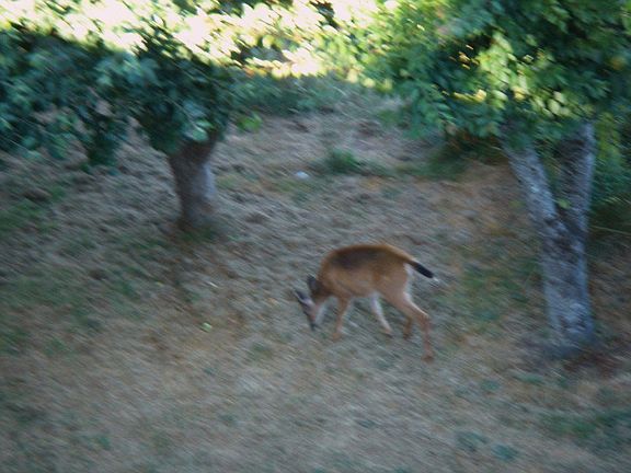 Deer in backyard