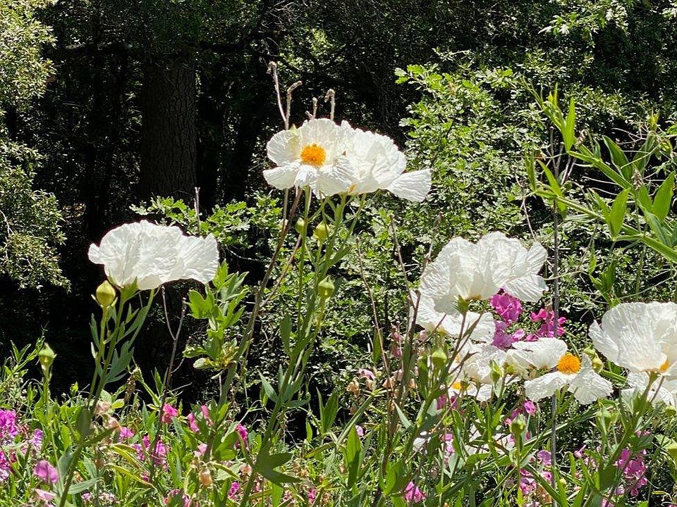 0 Joyce Road, Pioneer, CA 95666 MLS 223095584 Zillow