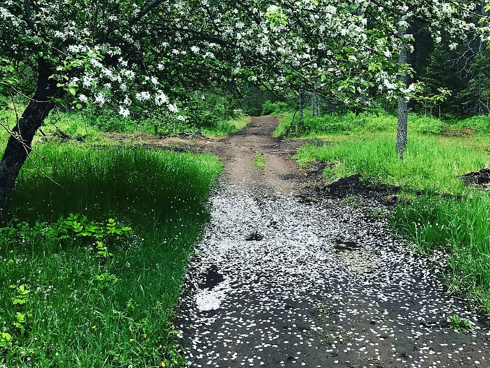 Orchard path