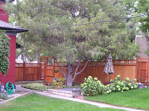back yard