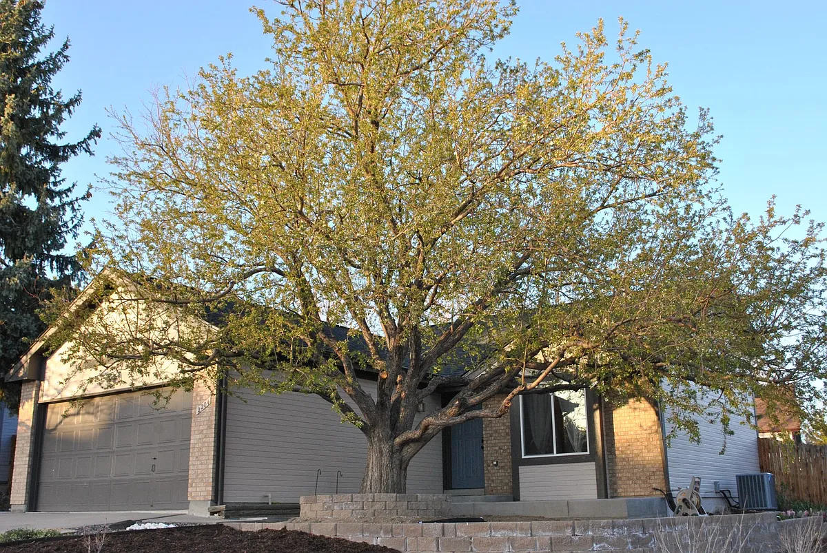 Building Photo - 2204 S Eldridge Ct