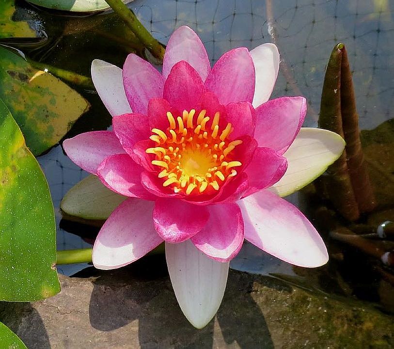 water garden