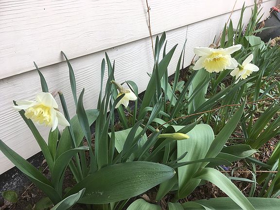 Cheerful daffodil greet you