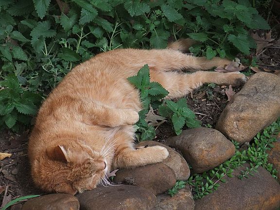 COTR at rest