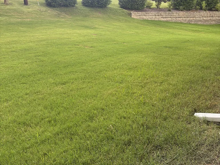Backyard view