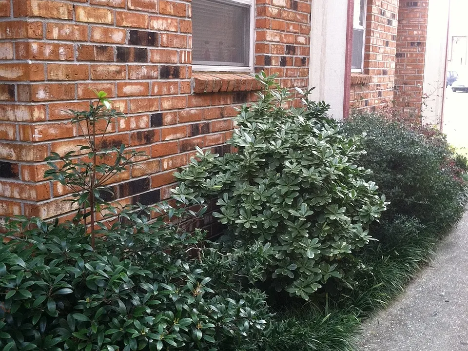 Garden/exterior