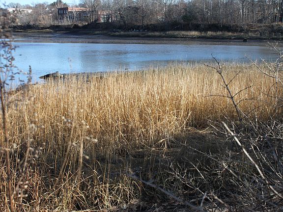 Salt Waterfront Back Yard