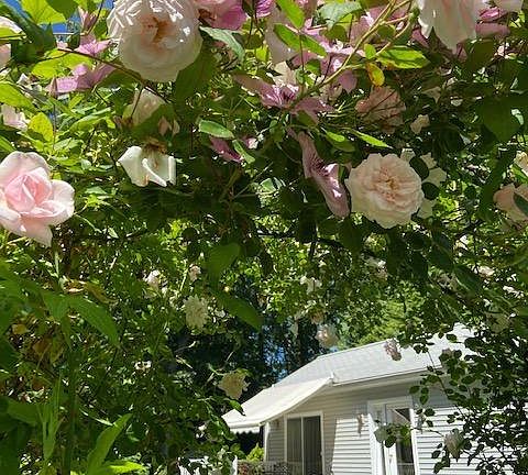 New Dawn Roses and raspberry clematis frame the rental home in June.