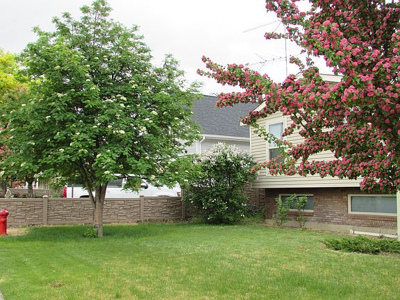 Rocky Mountain Ash and Lilac