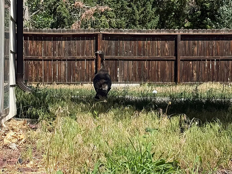Quiet, yet noisy neighbor...