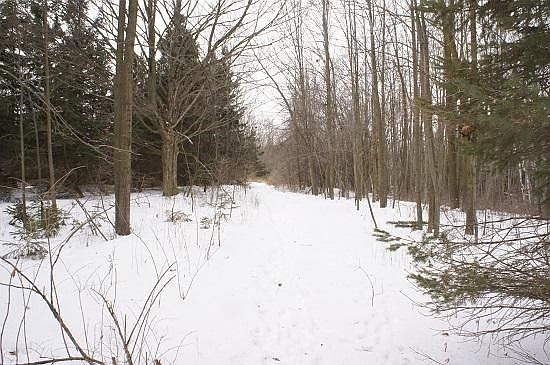 Wooded Land With Trails