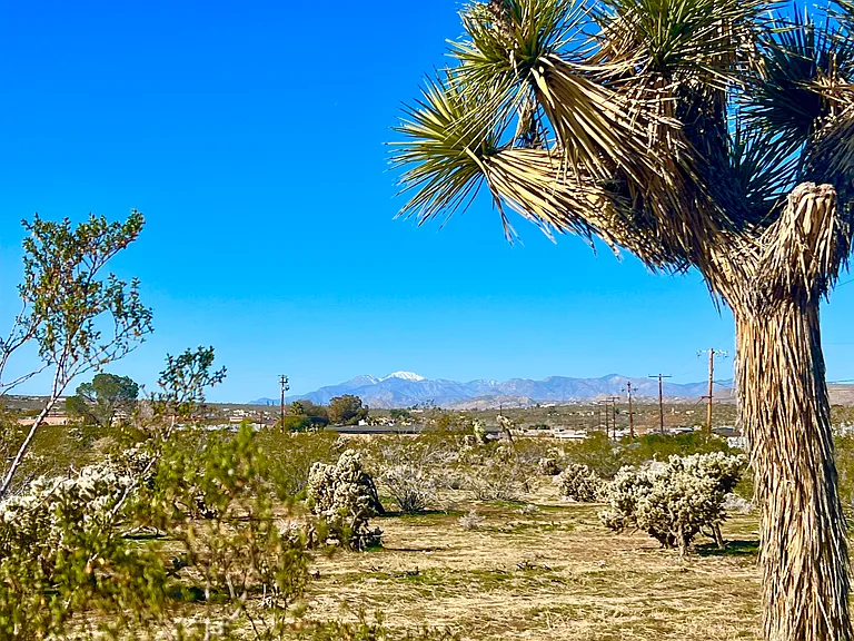 backyard view