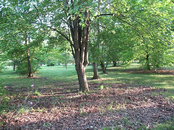 Park Like Front Lawn