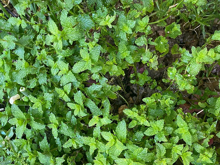 Mint in the backyard. You can eat anytime
