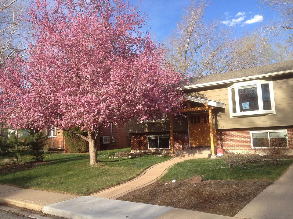crabapple tree in spring