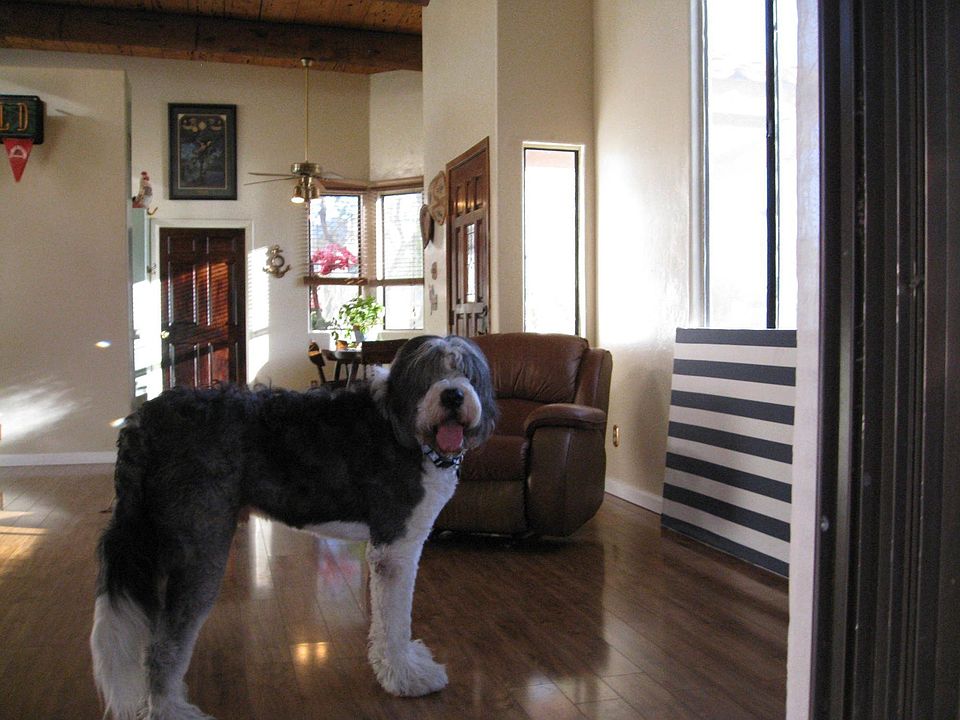 Big dog