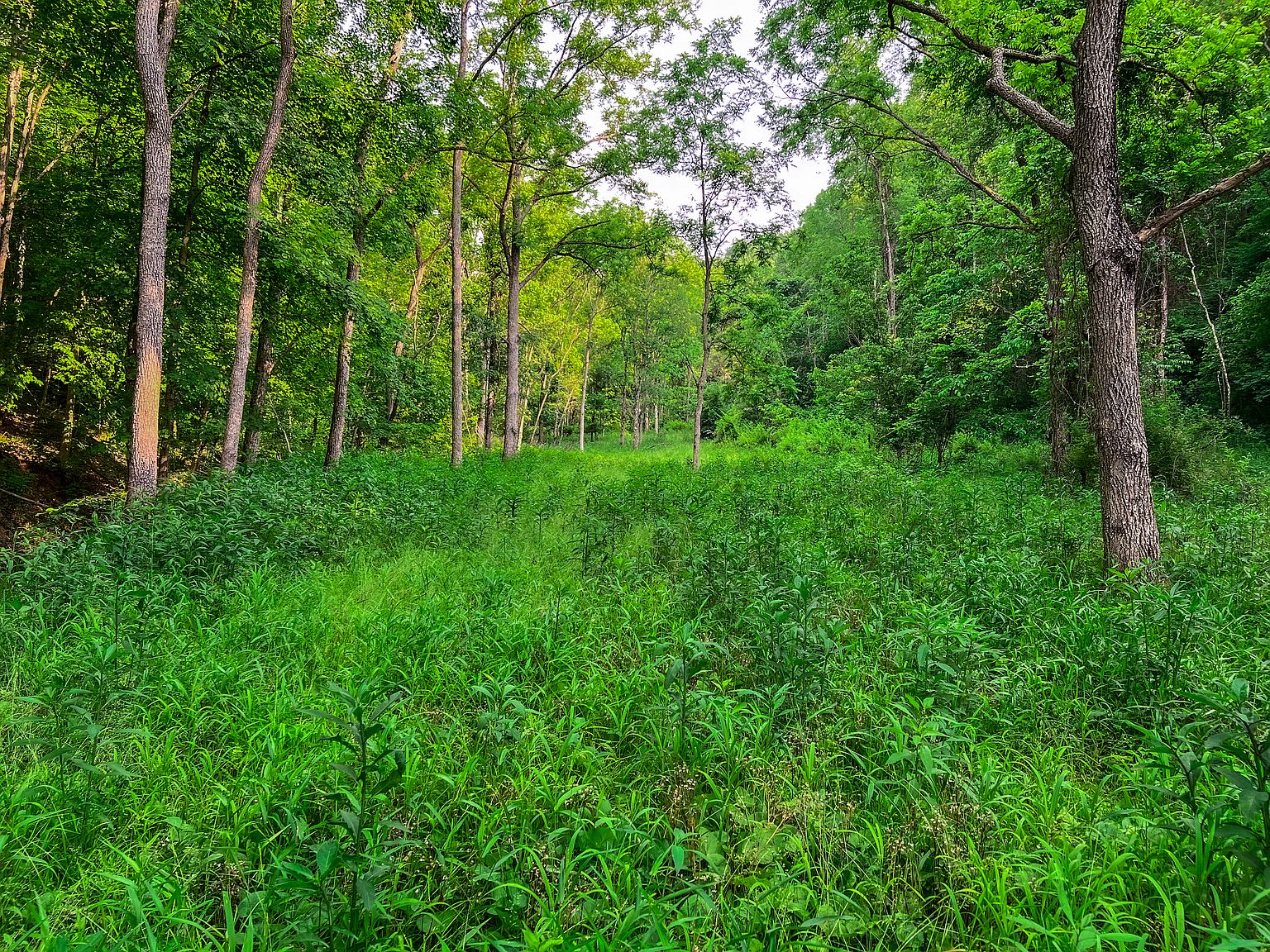 County Road 50 LOT 24WP001, Pennsboro, WV 26415 Zillow