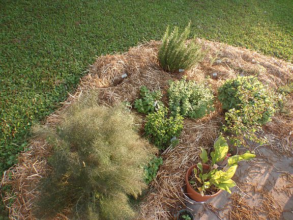Herb bed