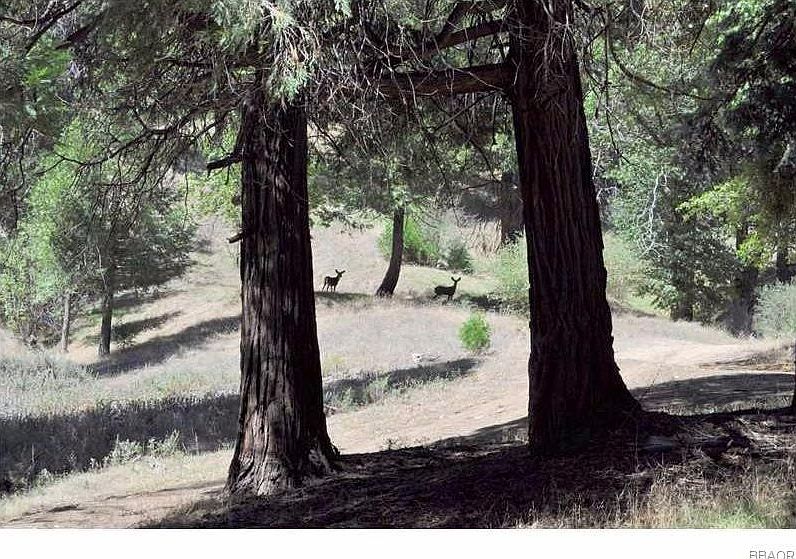 2nd image of Cedar Pines Dr