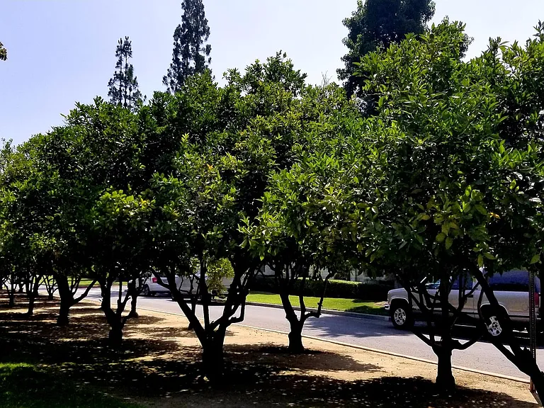 7572 Magnolia Ave — Photo 13