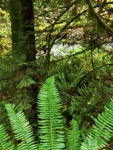 25 Ridge Court, Brinnon, WA, 98320