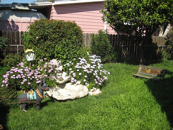 beautifully landscaped yard with waterfall and orange trees