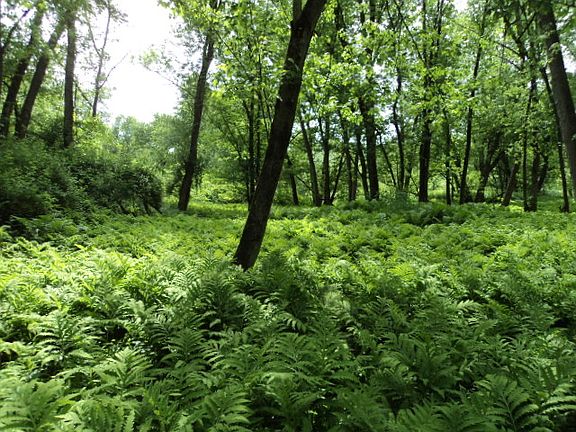 field of ferns