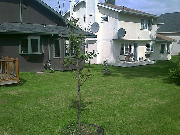 Nice green lawn!