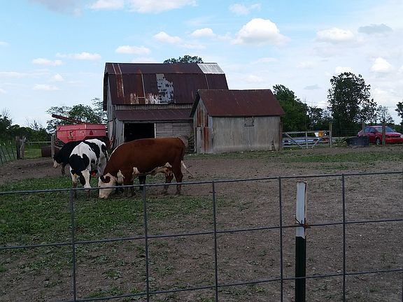 Pasture and old barn