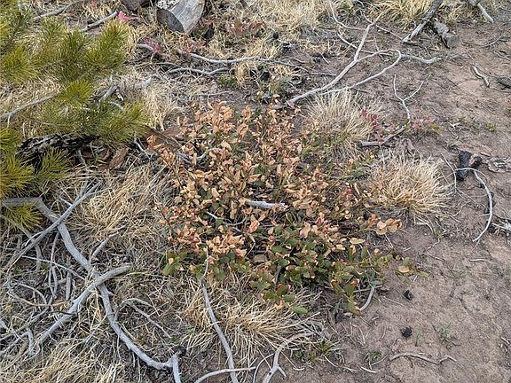 4th image of Lot 2296 Wohlstetter Loop