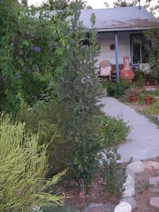 3216 Santa Anita Ave, Altadena, CA, 91001