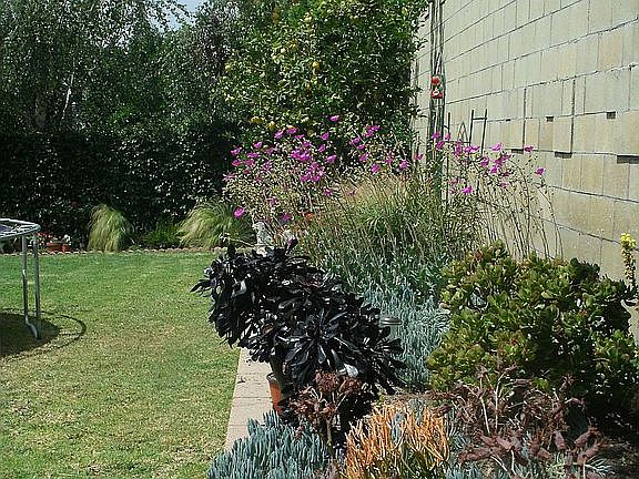 Backyard wall