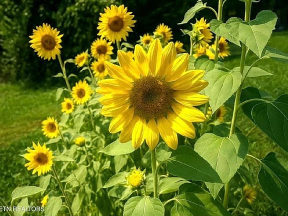 2nd image of 1382 Blackburn Fork Rd