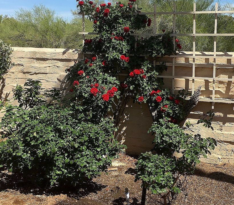 Rose Garden