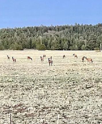 Elk right in your front yard