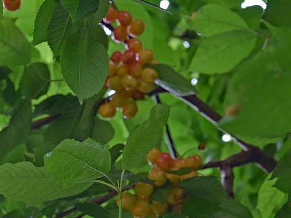 Cherries
