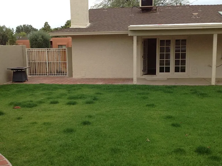 Backyard