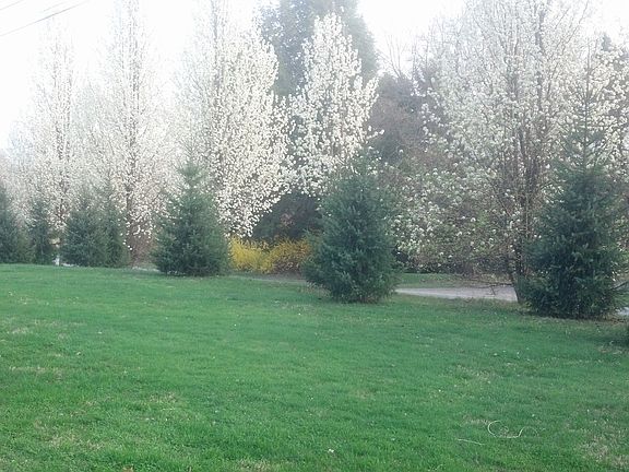 Trees in Spring