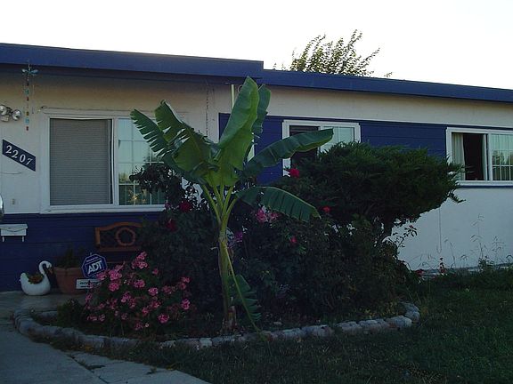 Front garden and lawn