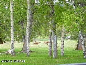 Elk in Yard