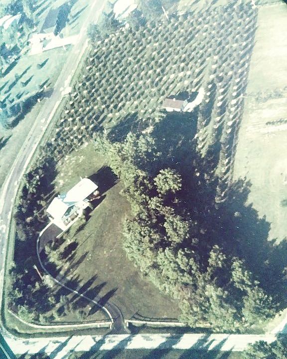 Orchard trees are gone now
