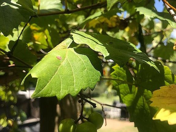 Scuppernong Grapevines