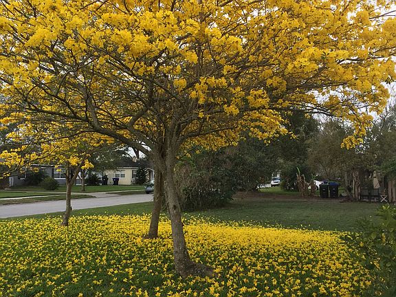 Multiple flowering trees