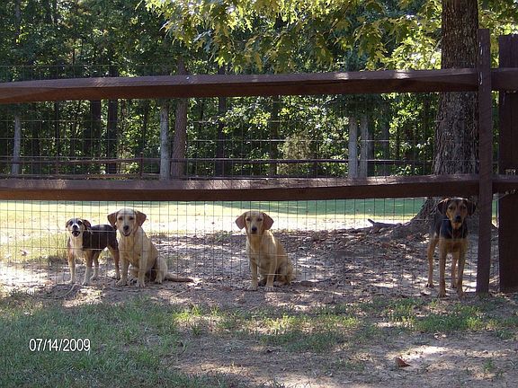 Fenced Yard