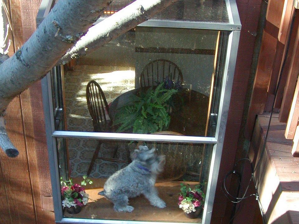 My dog in the window