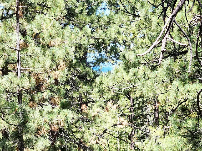 Pocket Lake View of South Lake Tahoe!
