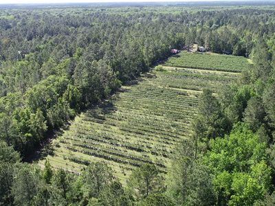 0 Pine St, Woodbine, GA, 31569