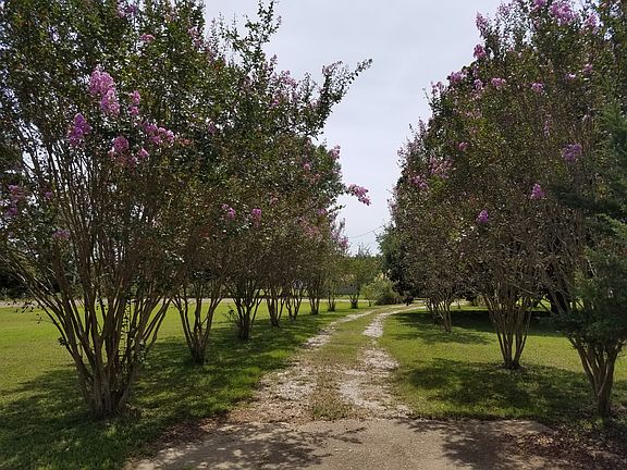 Driveway Crepe Myrtles 